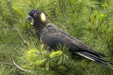 BlackCocky2