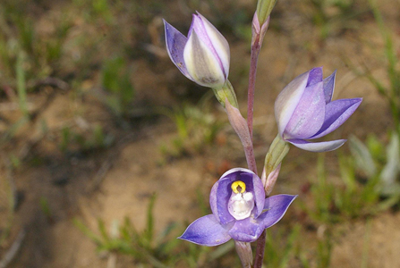 BlueSunOrchid