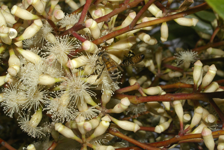 MyrtleWattle