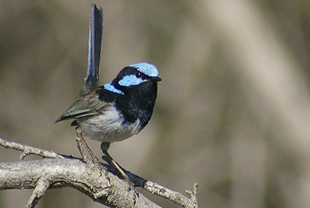 Supurb Blue Wren2