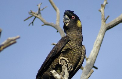 Yellow tailed Black Cockatoo