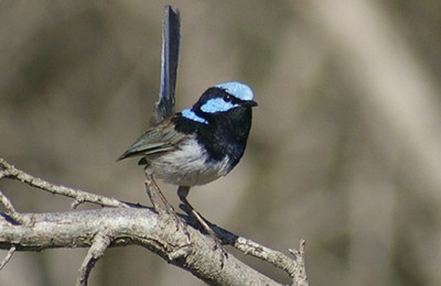 Supurb Blue Wren