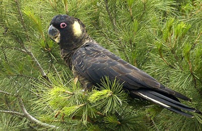 Yellow tailed Black Cockatoo