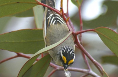 Striated pardalote