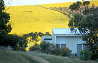 Canola