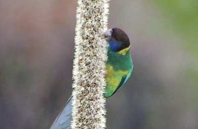 Bird on plant