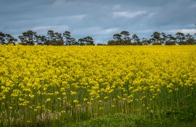 Canola