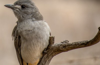 Grey Shrike thrush