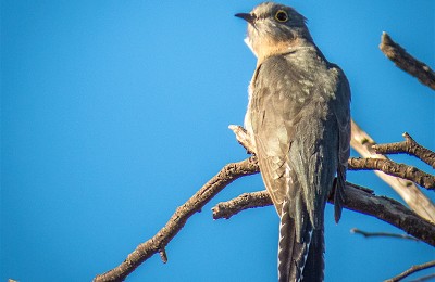 Fan tailed Cuckoo