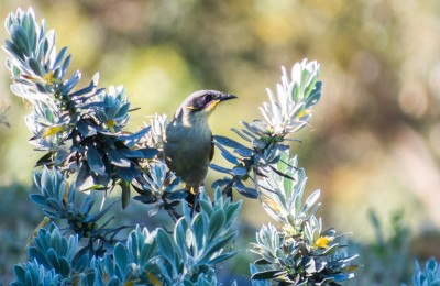 Purple gaped Honeyeater