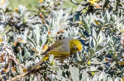 Silvereye