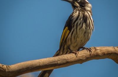 New Holland Honeyeater