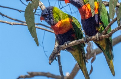 Rainbow Lorikeets