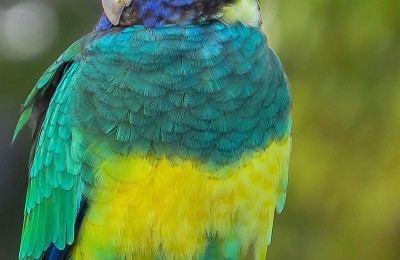 Australian Ringneck Parrot