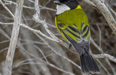 Golden Whistler