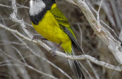 Golden Whistler2