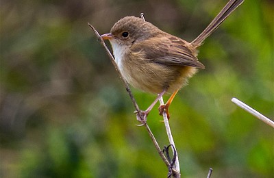 Fairy Wren