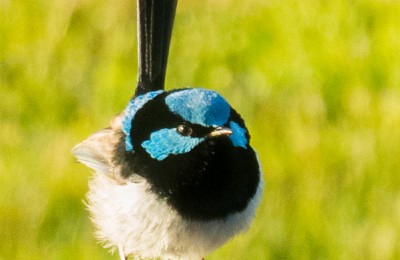 Male Superb Fairywren 