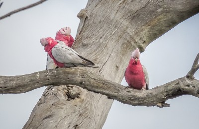 Galahs