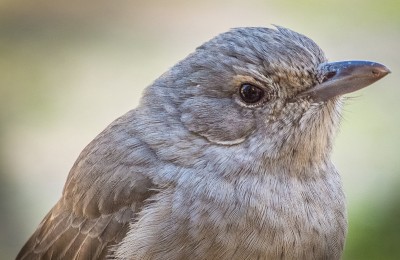 Grey Shrike thrush2