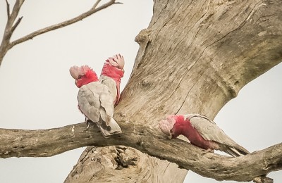 Galahs